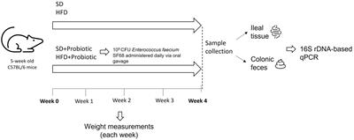 The administration of Enterococcus faecium SF68 counteracts compositional shifts in the gut microbiota of diet-induced obese mice